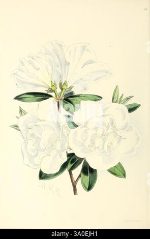 Das Blumenmagazin London, L. Reeve & Co, Blumengärtnerei, Blumen, Zeitschriften, Bildwerke, ein zartes Arrangement weißer Blumen mit üppigen, sich überschneidenden Blütenblättern, die Eleganz und Einfachheit ausstrahlen. Die Blüten werden durch leuchtend grüne Blätter ergänzt, die einen Kontrast bieten, der ihre Schönheit unterstreicht. Die komplizierten Details auf den Blütenblättern betonen ihre Textur, während die Gesamtkomposition ein Gefühl von Ruhe und Anmut vermittelt und die natürliche Eleganz dieser Blumenmuster bewundert. Stockfoto