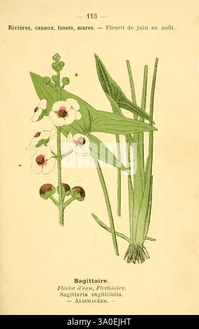 Atlas de poche des plantes des champs, des prairies et des bois, Paris, [1894], Pflanze, Waldloch, Botanik, Pfeilspitze, blühende Pflanze, sagittaria, Alimataceae, Monocotyledon, sagittaria sagittifolia, Alimatales, Bildwerke, australische Pflanze, asia plant, sagittaria sagittifolia, europe plant. diese Abbildung zeigt eine botanische Darstellung der Sagittaria Pflanze, allgemein bekannt als Pfeilspitze. Das Design zeigt seine charakteristischen pfeilförmigen Blätter, die sich vertikal mit einem leuchtenden grünen Farbton ausbreiten. Markante weiße Blüten mit einer zarten gelben Mittelblüte an der Spitze, die einen Hauch von Ele verleiht Stockfoto