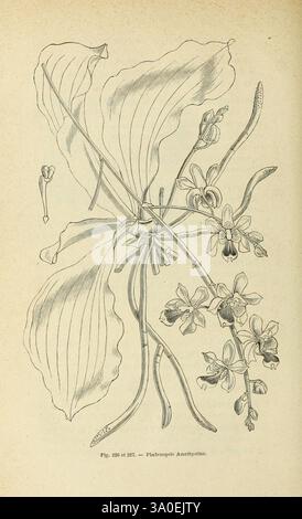 Les orchidées, Paris, J. Rothschild, 1880, Europa, Orchideen, Orchideenkultur, Phalaenopsis deliciosa, Eine detaillierte botanische Illustration, die eine blühende Pflanze mit langen, üppigen Blättern und schlanken Stämmen darstellt. Die Komposition besteht aus einer Reihe von zarten Blüten, die komplexe Blütenblätter und eine besondere Anordnung von Blumenstrukturen zeigen. Die Abbildung enthält auch einen hervorgehobenen Abschnitt der Fortpflanzungsteile der Pflanze, in dem die biologischen Merkmale hervorgehoben werden. Jedes Element der Pflanze wird akribisch gerendert, das Wesen ihrer natürlichen Form erfasst und einen umfassenden Überblick über die Pflanze bietet Stockfoto