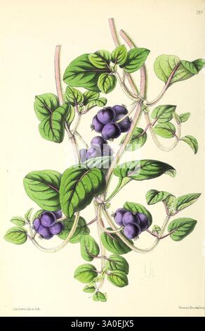 Das Blumenmagazin London, L. Reeve & Co, Blumengärtnerei, Blumen, Zeitschriften, Bildwerke, eine botanische Illustration, die eine üppige grüne Pflanze mit lebendigen, herzförmigen Blättern zeigt. An den Stielen hängen Haufen von tiefvioletten Früchten, die ihre glänzende Textur zeigen. Die Komposition fängt die komplizierten Details der Blätter und Früchte ein und unterstreicht die natürliche Schönheit dieser Weinrebe. Das Gesamtkonzept vermittelt ein Gefühl von Vitalität und Fülle, was die Wachstumsgewohnheiten der Pflanze unterstreicht. Stockfoto