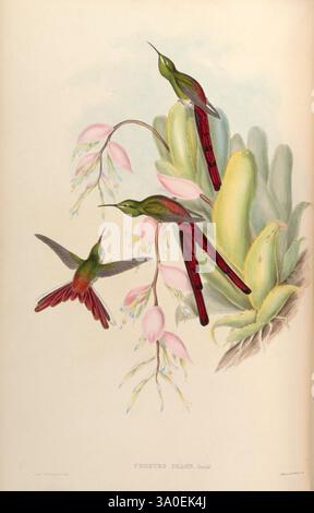 Eine Monografie der Trochilidae, oder Familie der Kolibri, London, gedruckt von Taylor und Francis, 1861 [d. h. 1849-1861], Kolibri, Sappho Sparganura, Vögel, Ornithologie, Rotschwanzkomet, sci-Kunst, Ein Paar lebendiger Kolibri wird in einer eleganten botanischen Szene dargestellt, die zwischen zarten rosa und weißen Blumen thront. Die Vögel mit schillernden Federn schweben anmutig, während sich ein anderer Vogel den Blüten nähert. Üppiges grünes Laub bildet die Kulisse und verbessert die gesamte Frische der Komposition. Die Umgebung weckt ein Gefühl der Ruhe und die Schönheit der Natur, hochgradig Stockfoto