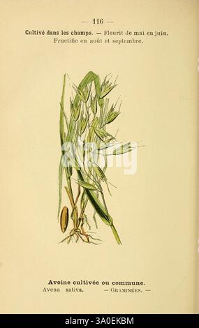 Atlas de poche des plantes des champs, des prairies et des bois Paris, [1894], Pflanze, Getreide, Wood's Hole, Botanik, Poaceae, Hafer, blühende Pflanze, Avena, Monocotyledon, Avena sativa, Poales, Commeliniden, Bildwerke, True Gras, Australien Pflanze, Asien Pflanze, Avena sativa, Afrika-Pflanze, gemeiner Hafer, Europa-Pflanze, Nordamerika-Pflanze, Südamerika-Pflanze, die Abbildung zeigt eine Art von angebautem Hafer, insbesondere Avena sativa, allgemein bekannt als gewöhnlicher Hafer. Die Zeichnung hebt die schlanken, aufrechten Stängel der Pflanze hervor, die mit langen grünen Blättern verziert sind, die sich an den Spitzen verjüngen. Die Stockfoto