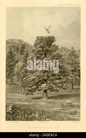 Ootheca Wolleyana, London, verkauft von R. H. Porter, 1864-1907, Birds, Fischadler, Pandion haliaetus, majestätisch erhebt sich eine hoch aufragende Kiefer in einer ruhigen Landschaft, deren Zweige mit einem Nest verziert sind, das neue Leben verspricht. Oben schwingt ein Adler anmutig in den Himmel und verkörpert Freiheit und Kraft. Die Szene wird von fernen Bergen und Tannen umrahmt, die eine harmonische Mischung aus Naturelementen schaffen. Diese Darstellung veranschaulicht die Verflechtungen der Tierwelt und ihrer Lebensräume und erweckt ein Gefühl der Ruhe und der Schönheit der Natur. Stockfoto