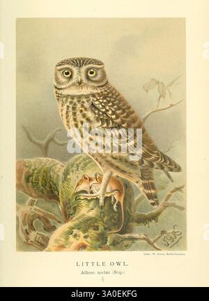 Farbige Figuren der Vögel der Britischen Inseln London, R. H. Porter, 1885-1897, Birds, Großbritannien, athena noctua, john gerrard keulemans, Ornithologie, kleine Eule, kleine Eule, Eulen, Eine wunderschön illustrierte kleine Eule, die auf einem Ast thront und ihr charakteristisches rundes Gesicht und ihre großen, ausdrucksstarken Augen zeigt. Das Gefieder ist mit einer Mischung aus warmen Braun und dezentem weiß versehen, sodass es sich nahtlos in seinen natürlichen Lebensraum einfügt. Unter der Eule liegt eine kleine Maus, die der Szene einen Hauch Dynamik verleiht. Der Titel „LITTLE OWL“ ist oben elegant dargestellt, ergänzt durch den wissenschaftlichen Namen “ Stockfoto