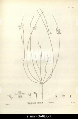 Novæ Hollandiæ plantarum sample Parisiis ex typographia Dominæ Huzard 1804-1806 Australia Botany Pictorial Works Sphaerolobium minus Sphaerolobium minus, Eine zarte botanische Illustration, die die Gattung Sphærolobium darstellt. Die zentrale Komposition zeigt lange, dünne Stiele mit Clustern kleiner, kreisförmiger Samenkapseln. An der Basis zeigen verschiedene detaillierte Skizzen die Blüten und Samen der Pflanze und veranschaulichen verschiedene Merkmale wie Blütenblätter und Schotenstrukturen. Diese komplexe Darstellung fängt die Nuancen der Morphologie der Pflanze ein und betont ihre natürliche Eleganz und ihren wissenschaftlichen Einfluss Stockfoto