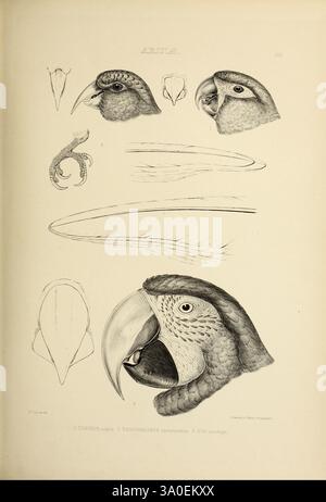 Die, Gattungen, of, Birds, London, 1849, Vogel, Vogel, Verhaltensornithologie, Klassifizierung, Bild, Werke, Ornithologie, Illustration, Museum der vergleichenden Zoologie, diese Illustration zeigt eine detaillierte Untersuchung verschiedener Vogelarten und hebt die Feinheiten ihrer Köpfe und Schnabel hervor. Die Komposition umfasst mehrere Nahaufnahmen der Gesichter der Vögel, die ihre charakteristischen Merkmale wie die Krümmung ihrer Schnäbel, die Textur ihrer Federn und ihre Augenformen betonen. Das Kunstwerk enthält auch detaillierte anatomische Skizzen, möglicherweise für wissenschaftliche oder pädagogische Zwecke, dem Stockfoto