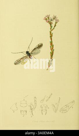 Britisch, Entomologie, London, gedruckt, für den Autor 1823-1840 [d. h. 1840], Botanik, Großbritannien, Insekten, Bildwerke, blendend, vielseitig. die Szene zeigt eine detailreiche Darstellung eines empfindlichen Insekts mit transparenten Flügeln und fein definierten Körpermerkmalen. Begleitet wird das Insekt von einer schlanken, grünen Pflanze mit kleinen rosa Blüten, die botanische Präzision zeigen. Unter diesen primären Motiven befinden sich mehrere kleinere Skizzen, die verschiedene anatomische Details des Insekts darstellen und dessen Beine, Antennen und andere charakteristische Merkmale veranschaulichen. Diese Komp Stockfoto