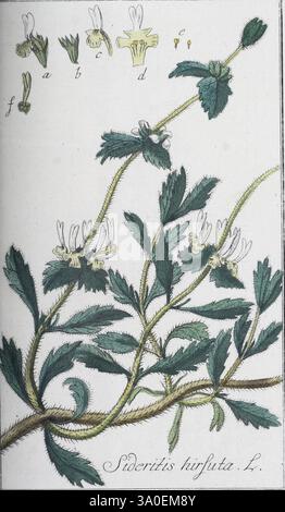 Icones Plantarum Medicinalium, Nürnberg, auf Kosten der Raspischen Buchhandlung, 1779-1790, botanische, medizinische, bildliche Werke. die Abbildung zeigt die Pflanzenart Sideritis hirfuta L. mit ihren zarten, blühenden Zweigen, die mit kleinen, weißen Blüten verziert sind. Die Blätter sind fein gezackt und weisen eine weiche, flauschige Textur auf, die die Optik der Pflanze noch verstärkt. Neben der Hauptabbildung gibt es beschriftete Zeichnungen der Blumen in verschiedenen Ausrichtungen, die eine detaillierte Ansicht ihrer Struktur und Eigenschaften bieten. Insgesamt hebt die Komposition die komplizierte bea hervor Stockfoto