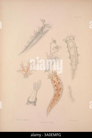 Eine Monografie des britischen Nacktschlechtums Mollusca, London, 1845-1910, Großbritannien, Mollusken, nudibranchia, die Abbildung zeigt verschiedene komplizierte Meeresorganismen. In der Mitte zeigt eine besonders detaillierte Untersuchung eines schlanken, lang gestreckten Kreaturen seinen strukturierten Körper und seine zarten Vorsprünge. Um sie herum befinden sich weitere Exemplare, darunter eine verzweigte korallenartige Struktur und ein weiteres Wesen mit einzigartigen, langen Anhängen, die mit Stacheln oder Tentakeln verziert sind. Die Verwendung dezenter Farben verleiht den detaillierten anatomischen Merkmalen Tiefe und unterstreicht die Vielfalt und Komplexität des Stockfoto