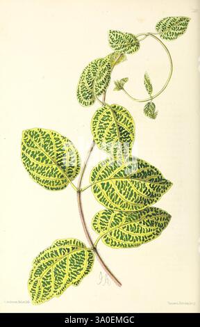 Das Blumenmagazin London, L. Reeve & Co., Blumengärtnerei, Blumen, Zeitschriften, Bildwerke. eine botanische Illustration, die die komplizierten Details einer Weinrebe mit üppigen, grünen Blättern zeigt. Die Blätter zeichnen sich durch ein markantes buntes Muster aus, das eine Mischung aus lebhaftem Grün und einer gesprenkelten Textur aufweist. Die Reben weisen eine sich kräuselnde Ranke auf, was auf Wachstum und Bewegung hindeutet. Diese detaillierte Darstellung unterstreicht die natürliche Schönheit und Komplexität der Pflanzenwelt und hebt die unterschiedlichen Formen und Muster hervor, die jedes Blatt definieren. Stockfoto