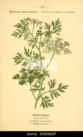 Atlas de poche des plantes des champs, des prairies et des bois Paris P. Klincksieck [1894] Pflanzenhölzer Loch Petersilie Botanik blühende Pflanze Apiaceae Apiales Eudicots Asteriden Gift Petersilie Fools Petersilie Aethusa cynapium Pictorial Works Narres Cicely Asia Plant Africa Plant Aethusa cynapium Europe Plant, Eine empfindliche botanische Illustration, die die Pflanze Aethusa cynapium haemusa. Das Bild zeigt die farnartigen Blätter der Pflanze und kleine weiße Blüten, die charakteristisch für die Familie der Umbelliferae sind. Die detaillierte Darstellung betont die Blattform und die Blume Stockfoto