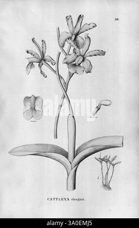 Flora brasiliensis, enumeratio plantarum in Brasilia hactenus detectarum. Monachii et Lipsiae [München & Leipzig], R. Oldenbourg, 1840-1906, Brasilien, Deutschland, Gravur, Botanik, 1840, Uncoloriert, Botaniker, Bildwerke, grafische Medien, diese Illustration zeigt die Cattleya elongata, eine Orchideenart, die für ihre eleganten, markanten Blumen bekannt ist. Das Bild zeigt die Pflanze im Detail, einschließlich ihrer langen, schlanken Stiele und zart geformten Blüten, die mit geschwungenen Blütenblättern verziert sind. Die Hauptdarstellung wird durch kleinere Zeichnungen ergänzt, die spezifische anatomische Merkmale der Pflanze hervorheben, wie z. B. A Stockfoto