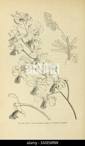 Les orchidées, Paris, J. Rothschild, 1880, Europa, Orchideen, Orchideenkultur, Vanda coerulescens, Eine botanische Illustration mit einer detaillierten Darstellung der Vanda coerulea, allgemein bekannt als die blaue vanda-Orchidee. Im Mittelpunkt steht ein detailreicher, mit zahlreichen Blüten geschmückter Stiel, der sich durch seine markante Form und seine komplizierten Muster auszeichnet. Um die Hauptblume herum sind kleinere Skizzen zu sehen, die die Blätter der Pflanze und zusätzliche Blumendetails hervorheben und einen umfassenden Überblick über ihre Morphologie und Struktur bieten. Dieses Kunstwerk veranschaulicht die Schönheit und Komplexität von o Stockfoto