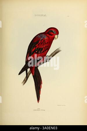 Die Gattungen der Vögel, 1849, Vogel, Vogel, Verhaltensornithologie, Klassifizierung, Bildwerke, ornithologische Illustration, Museum of Comparative Zoology, Ein leuchtender roter Papagei, Der auf einem schlanken Zweig thront und sein markantes Gefieder zeigt. Der Vogel ist mit schwarzen Akzenten auf den Flügeln und einem subtilen Kontrast auf dem Gesicht verziert, der seine helle Farbe unterstreicht. Seine Augen sind scharf und aufmerksam und spiegeln ein scharfes Bewusstsein für die Umgebung wider. Das detailreiche Rendering erfasst die einzigartigen Merkmale des Papageiens, von der Schnabelkurve bis hin zu den komplizierten Federmustern, die die Schönheit des Papageiens zelebrieren Stockfoto