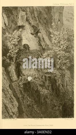 Ootheca, Wolleyana, London, verkauft von R. H. Porter, 1864-1907, Birds, Golden Eagle, Aquila chrysaetus. eine dramatische Szene an den Klippen zeigt ein Nest, das in eine zerklüftete Felswände gebaut wurde, in der ein Adler lebt. Der Adler ist im Flug und bereitet sich wahrscheinlich darauf vor, in sein Nest zurückzukehren oder über die umliegende Landschaft zu schweben. Üppiges Laub und kleine Bäume haften an den steilen Felsen und unterstreichen die Widerstandsfähigkeit der Natur in diesem anspruchsvollen Lebensraum. Unterhalb des Nestes liegt ein einziges Ei, das die Fortsetzung des Lebens in dieser rauen Umgebung symbolisiert. Die Gesamtkomposition fängt die Schönheit und Prekarität von Wildli ein Stockfoto