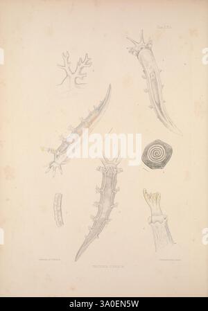 Eine Monografie des britischen Nacktschlechtums Mollusca, London, 1845-1910, Großbritannien, Mollusken, nudibranchia, diese Illustration zeigt eine Sammlung von Meeresorganismen, die ihre komplexen Strukturen und Details zeigen. Das Bild zeigt mehrere gestreckte, segmentierte Kreaturen, die einzigartige Formen aufweisen, von denen einige mit Stacheln oder korallinen Elementen verziert sind. Darunter befindet sich ein spiralförmiges Objekt, das den organischen Formen ein kontrastierendes geometrisches Element hinzufügt. Die Gesamtzusammensetzung unterstreicht die Vielfalt des Lebens in aquatischen Umgebungen und unterstreicht sowohl die Schönheit als auch die Komplexität dieser weniger Stockfoto