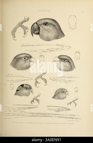 Die, Gattungen, of, Birds, London, 1849, Vogel, Vogel, Verhaltensornithologie, Klassifizierung, Bild, Werke, Ornithologie, Illustration, Museum der vergleichenden Zoologie Stockfoto