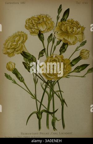 Gartenflora, Erlangen, Verlag von Ferdinand Enke, 1852-1940, Botanik, Zeitschriften, diese Illustration zeigt eine Gruppe von zarten gelben Nelken, die ihre Rüschen und komplizierten Details zeigen. Die Blüten sind elegant angeordnet, mit mehreren Stielen und Blättern, die ihre natürliche Schönheit betonen. Jede Blüte ist unterschiedlich und weist unterschiedliche Schattierungen und Formen auf. Das Stück wird von dem Titel Remontant-Nelke, Carl Lackner begleitet, der auf seine Herkunft und seinen Stil hinweist. Die Gesamtkomposition spiegelt die Kunstfertigkeit botanischer Studien wider und unterstreicht den Charme und die Raffinesse dieser Studien Stockfoto