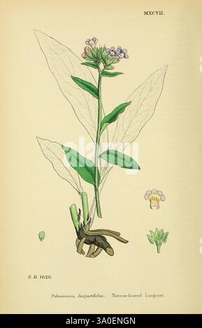 Englisch, Botanik, farbige Figuren britischer Pflanzen, London, R. Hardwicke, 1863-1886, Großbritannien, Bildwerke, Pflanzen, die Illustration zeigt das schmalblättrige Lungenkraut (Pulmonaria angustifolia) mit seinen charakteristischen grünen Blättern und zarten rosa und violetten Blüten. Die Gesamtzusammensetzung betont die schuppigen Wurzeln der Pflanze, was ihr Wachstum aus dem Boden hervorhebt. Detaillierte Zeichnungen verschiedener Teile, einschließlich Blütenknospen und Laub, ermöglichen eine genaue Untersuchung der Struktur und Entwicklung. Begleitende botanische Anmerkungen deuten auf Informationen über die Klassifikaten der Pflanze hin Stockfoto