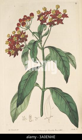 The, Botanical, Register, London, Printed, für James, Ridgway, 1815-1828, 1815, 19. Century, Botanik, Kupfer, Gravuren, England, Grafik, Medien, Großbritannien, handkoloriert, Ikonen, Zeitschriften, Bilder, Werke, Pflanzen, Einführung, Pflanzen, Zierpflanzen, Eine botanische Illustration mit einer blühenden Pflanze mit leuchtend roten Blütenständen, umgeben von üppig grünen Blättern. Die Blüten zeichnen sich durch ihre charakteristischen Blütenblätter und dezente gelbe Akzente in der Mitte aus. Unter der Pflanze befinden sich zarte Linienzeichnungen der Blüte und Früchte, die die detaillierte Struktur o hervorheben Stockfoto