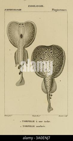 Dictionnaire des Sciences naturelles, Straßburg, Paris, F. G. Levrault, Le Normant, 1816–1830., zeigt die Abbildung zwei unterschiedliche Ansichten einer Art aus der Klasse Plagiostomus, die allgemein als eine Art von Strahl bekannt ist. Der obere Abschnitt zeigt eine dorsale Ansicht, die die charakteristische abgeplatzte Körperform sowie bemerkenswerte Merkmale wie die Brustflossen und die markante Anordnung der Markierungen auf der Oberfläche zeigt. Der untere Abschnitt zeigt eine ventrale Ansicht, die die strukturellen Eigenschaften des Unterbauchs betont. Zusätzliche Etiketten kennzeichnen die beiden gezeigten Varianten: Eines mit „TORPILLE à“ gekennzeichnet Stockfoto