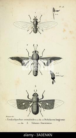 Diptères, Exotiques, nouveaux, ou peu connus, Paris, Roret, 1838–1843, Diptera, Insecte, die Illustration zeigt drei verschiedene Insektenarten, die jeweils mit einem Fokus auf ihre einzigartigen anatomischen Merkmale präsentiert werden. Das erste Exemplar, gekennzeichnet als Erodirolychus eristaloides, ist in einer Seitenansicht dargestellt und hebt seinen langgestreckten Körper und sein kompliziertes Flügeldesign hervor. Die zweite Art, Dichelacera longicornis, ist in einer eher frontalen Pose dargestellt und zeigt ihre langen Antennen und charakteristischen Muster auf ihren Flügeln. Das dritte Insekt, Tabanus fenestratus, wird in einer ähnlichen Position dargestellt, was betont Stockfoto