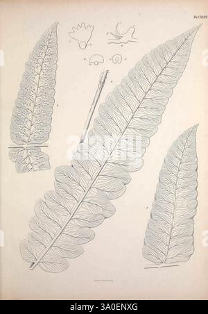 Filices, Horti, Botanici, Lipsiensis, Leipzig, L. Voss, 1856, Farne, Deutschland, diese Illustration zeigt eine detaillierte botanische Untersuchung von Farnblättern mit verschiedenen Exemplaren. Im Mittelpunkt stehen zwei große, aufwändig gezeichnete Farnwedel, die ihre gezackten Blätter mit einer klaren Aderstruktur betonen. Um diese Wedel herum befinden sich kleinere Illustrationen, darunter eine vereinfachte Umrisse eines Vogels, einige abstrakte Formen und kleine, runde Objekte, die Samen oder Sporen darstellen können. Diese wissenschaftliche Darstellung unterstreicht die Vielfalt und die komplizierte Schönheit des Farnmorphologs Stockfoto