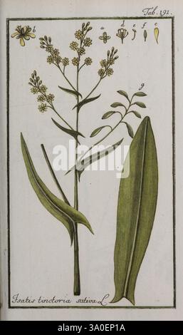 Icones Plantarum Medicinalium, Nürnberg, auf Kosten der Raspischen Buchhandlung, 1779-1790, Botanik, Medizin, Bildwerke, die Illustration zeigt eine botanische Studie der Pflanze *Isatis tinctoria*, allgemein bekannt als Woad. Hervorzuheben sind die langen, lanzenförmigen Blätter der Pflanze, die sich durch ihre glatten Kanten und ihren satten Grünton auszeichnen. Oben sind zarte Gruppen kleiner, gelber Blüten dargestellt, die die Fortpflanzungseigenschaften der Pflanze zeigen. Die Hauptabbildung wird durch detaillierte Anmerkungen ergänzt, einschließlich numerischer Hinweise auf die verschiedenen Teile der Anlage, wie z. B. Stockfoto