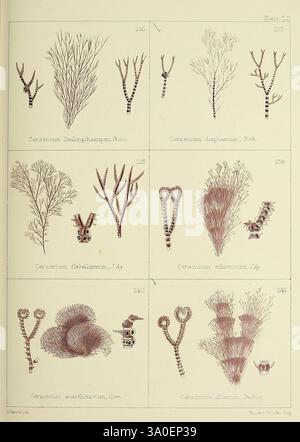 Briten, Seeunkräuter, gezogen, von Professor Harvey's, Phycologia, britannica, London, Bell und Daldy, 1863, Großbritannien, Marine, Algen. eine Sammlung botanischer Illustrationen mit verschiedenen Arten korallenartiger Pflanzen, die sorgfältig als Referenz gekennzeichnet sind. Das Kunstwerk zeigt sechs verschiedene Exemplare, die in zwei Reihen angeordnet sind. Jede Illustration hebt die einzigartigen Formen und Strukturen der Korallen hervor und zeigt komplizierte Details wie verzweigte Muster und Texturen. Die Etiketten enthalten wissenschaftliche Bezeichnungen und Referenznummern für jedes Exemplar, die ihre Klassifizierung und Beschreibung angeben Stockfoto