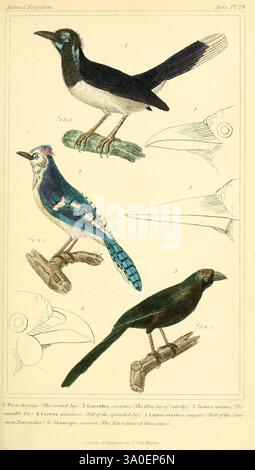 Das Tierreich ist nach seiner Organisation angeordnet und dient als Grundlage für die Naturgeschichte der Tiere v.1 Platten London G. Henderson 1834-1837 Tiere Klassifizierung Bildwerke Zoologie Georges Cuvier, die Illustration zeigt eine Sammlung von Vogelarten, die ihre Besonderheiten und anatomischen Details zeigen. Oben zeigt der erste Vogel, der als *Pitta nigriceps* identifiziert wurde, leuchtende Farben auf seinem Körper, der anmutig auf einem kleinen Zweig thront. Darunter zeigt *Garrulus glandarius*, auch bekannt als Eurasian Jay, sein markantes Gefieder und auffällige Markierungen. Die Stockfoto