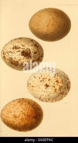 Ootheca Wolleyana London wurde von R. H. Porter 1864–1907 verkauft. Vögel Eier Aquila chrysaetus, Eine Studie von vier elegant illustrierten Eiern, die ihre einzigartigen Muster und Texturen zeigen. Jedes Ei zeigt verschiedene Braun- und Cremetönen, mit Flecken und Flecken, die ihre natürliche Schönheit hervorheben. Das erste Ei weist eine hellbraune Basis mit dunkleren Flecken auf, während das zweite ein ausgeprägteres gesprenkeltes Muster aufweist. Das dritte Ei ist vorwiegend weiß, mit subtilen Brauntönen markiert, und das vierte kombiniert einen warmen, erdigen Ton mit verstreuten Flecken. Diese Komposition zeigt die Vielfalt Stockfoto