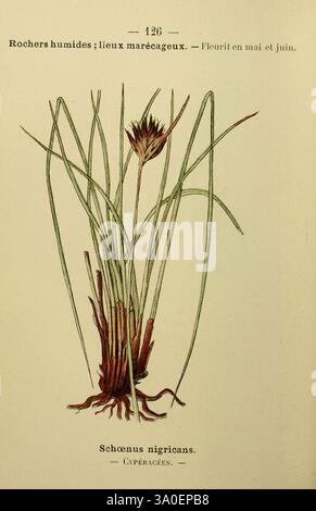 Flore coloriée de poche du Littoral méditerranéen de Gênes à Barcelone y compris la Corse Paris, 1902. Pflanzen, Mittelmeerraum, New York Botanical Garden, diese Abbildung zeigt eine Gruppe von Schoenus nigricans, allgemein bekannt als schwarzer Bulrush. Die Pflanze hat lange, schlanke grüne Stiele, die aus einer Basis von rötlich-braunen Wurzeln hervorgehen. Die Spitzen der Stiele gipfeln in zarten Blütenköpfen, die ein getuftetes Aussehen zeigen. Diese Art gedeiht typischerweise in feuchten Umgebungen wie Sümpfen und felsigen Gebieten, deren Blüten im Mai und Juni stattfinden. Das detaillierte Rendering wird hervorgehoben Stockfoto
