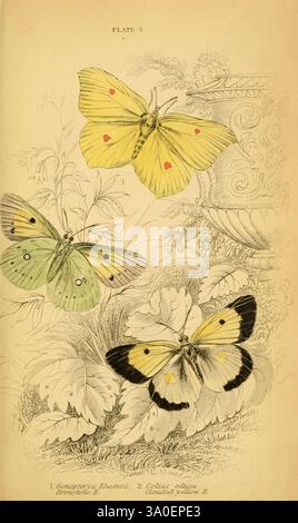 Die natürliche Geschichte der britischen Schmetterlinge, Dublin, S. Highley, 1840. Die Abbildung zeigt drei verschiedene Schmetterlingsarten, jede künstlerisch mit feinen Details dargestellt. Der oberste Schmetterling zeigt einen leuchtenden gelben Farbton, der mit roten Flecken geschmückt ist und sich anmutig zwischen Laub erhebt. Darunter zeigt das geflügelte Insekt auf der linken Seite eine elegante Mischung aus Grün und Gelb, mit symmetrischen Mustern, die die komplizierte Flügelstruktur hervorheben. Der Schmetterling auf der rechten Seite steht im Kontrast zu einer auffälligen Kombination aus hellgelben und kräftigen schwarzen Akzenten, die die Schönheit seiner Form unterstreichen. Surroun Stockfoto