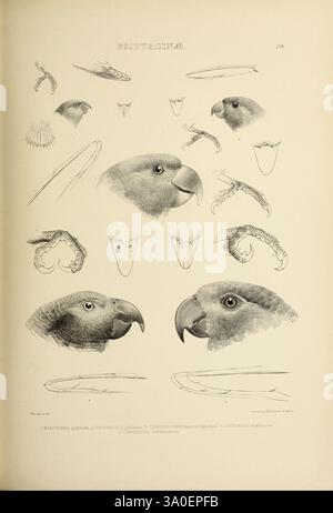 Die Gattungen der Vögel, 1849, Vogel, Vogel, Verhaltensornithologie, Klassifizierung, Bildwerke, ornithologische Illustration, Museum der vergleichenden Zoologie, diese Illustration zeigt eine Reihe detaillierter Studien verschiedener Vogelarten, die sich auf die komplizierten Merkmale ihrer Köpfe und Schnabel konzentrieren. Die Anordnung umfasst Seitenprofile, die die Krümmung und Struktur der Schnäbel darstellen und deren Funktionalität und Anpassungsfähigkeit in verschiedenen Umgebungen betonen. Mehrere Darstellungen von Flügel- und Federstrukturen sind ebenfalls enthalten, die einen Einblick in die anatomische Vielfalt der Vögel geben. Thi Stockfoto