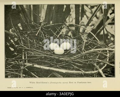 The Emu Melbourne, Royal Australasian Ornithologists Union, 1901, Australasia, Birds, Ornithology, Zeitschriften, Eine Sammlung von drei weißen Eiern, eingebettet in ein natürliches Nest, umgeben von dünnen Zweigen und Laub. Die Struktur des Nestes zeigt die komplizierte Anordnung der Materialien, was auf eine sorgfältige Konstruktion hinweist. Diese Szene fängt einen ruhigen Moment in der Natur ein und unterstreicht die zarte Schönheit der Vogelproduktion und die harmonische Integration der Eier in ihre Umgebung. Stockfoto