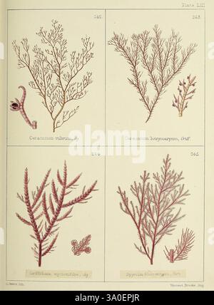 Britische Seeunkräuter. Stammt aus Professor Harveys 'Phycologia britannica'. London, Bell and Daldy, 1863, Großbritannien, Meeresalgen, eine illustrierte Platte mit vier verschiedenen Arten von Meeresalgen. Im oberen linken Quadranten wird *Ceramium rubrum* mit seiner schlanken, verzweigten Struktur mit filigranen, frondenartigen Ausdehnungen dargestellt. Daneben zeigt *Ceramium botryocarpum* ein buschigeres Aussehen mit abgerundeten Häufchen entlang der Äste. Der untere linke Quadrant zeigt *Gracilaria exigua*, gekennzeichnet durch seine fein geteilten und langgestreckten Fronden. Schließlich unten rechts Stockfoto
