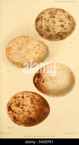 Ootheca Wolleyana London, verkauft von R. H. Porter, 1864–1907. Vögel Eier Aquila chrysaetus, diese Illustration zeigt vier verschiedene Eier, jedes mit einzigartigen Mustern und Farben. Das Ei oben links zeigt einen cremigen Hintergrund mit kleinen, dunklen Flecken, während das Ei oben rechts ein meliertes Aussehen mit großen, unregelmäßigen Flecken zeigt. Das untere linke Ei zeichnet sich durch einen helleren Schatten mit verstreuten Flecken aus, während das untere rechte Ei einen kräftigen, erdigen Ton mit einem konzentrierteren Fleckenmuster aufweist. Jedes Ei ist mit einer entsprechenden Zahl gekennzeichnet, was seine Bildung verbessert Stockfoto
