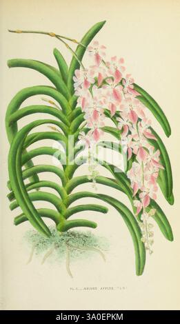 Les orchidées, Paris, J. Rothschild, 1880, Europa, Orchideen, Orchideenkultur, Aerides multiflora, diese künstlerische Illustration zeigt eine lebendige Orchidee, die sich durch ihre kaskadierenden Gruppen zarter rosa Blüten auszeichnet. Die Blüten zeigen einen Farbverlauf mit sanften Farbtönen, was der Darstellung Tiefe verleiht. Die Blüten umgeben sich von langen, bogenförmigen grünen Blättern, die die üppige und tropische Natur der Pflanze betonen. Die Komposition hebt die komplizierten Details des Laubs und der Blüten hervor und zeigt die Schönheit dieser blühenden Art in einer natürlichen Umgebung mit subtilen Texturen und Schatten, die i verstärken Stockfoto