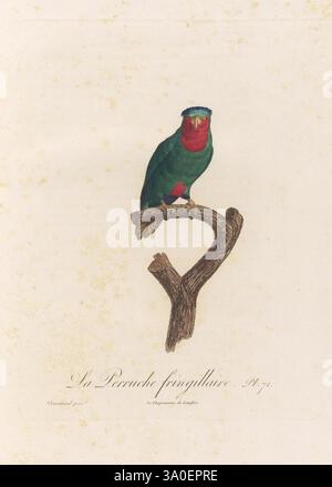 Histoire naturelle des perroquets, A Paris, chez Levrault, an IX (1801)-an XIII (1805), Ein anmutig dargestellter Papagei thront anmutig auf einem verdrehten Ast. Der Vogel ist mit hellgrünen Federn geschmückt, die durch ein auffälliges rotes Gesicht und Kehle ergänzt werden, was einen fesselnden Kontrast schafft. Unterhalb des Papageiens befindet sich eine zarte Inschrift, die seine wissenschaftliche Klassifizierung beschreibt. Der Hintergrund ist sauber und minimalistisch, sodass die lebendigen Farben und die komplizierten Details des Gefieders des Papageiengefieders im Mittelpunkt stehen und die Schönheit dieser Vogelart in ihrer natürlichen Pose zeigen. Stockfoto