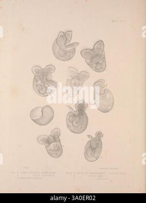 Eine Monografie des britischen Nacktbranchiates Mollusca London, gedruckt für die Ray Society 1845-1910 Great Britain Mollusks nudibranchia, Eine Sammlung von neun Illustrationen, die verschiedene Stadien der Embryonalentwicklung bei einer nicht näher bezeichneten Spezies darstellen. Jede Figur zeigt unterschiedliche morphologische Merkmale und hebt die Komplexität und Variation in Form und Form hervor. Die Figuren sind in einem Gittermuster angeordnet, das mehrere Winkel und Orientierungen zeigt, was eine vergleichende Untersuchung des Entwicklungsfortschritts ermöglicht. Detaillierte anatomische Merkmale, wie Kurven und Falten, deuten auf das gr Stockfoto