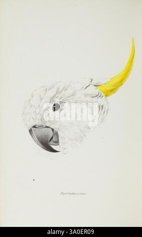 Eine Synopsis der Vögel Australiens und der angrenzenden Inseln. London, John Gould, 1837. Australien, Vögel, Museum Victoria, Gould, Elizabeth Gould, Künstler:, Ornithologie, John Gould, Plyctolophus galeritus, Cacatua galerita, schwefelgeschwemmter Cockatoo, Australien, Gould, Gould Australia, Elizabeth Gould, Women in Science, Eine detaillierte Darstellung des Kopfes eines Kakadus, der seine Besonderheiten zeigt. Der Vogel hat flauschige weiße Federn und ein auffälliges gelbes Wappen, das anmutig nach hinten wölbt. Sein Schnabel ist deutlich sichtbar, in einem dunklen Farbton hervorgehoben, der sich von der Weichheit des Locks abhebt Stockfoto