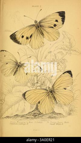 Die, natürliche, Geschichte, von, Briten, Schmetterlinge, Dublin, S. Highley, 1840., die Illustration zeigt drei detailreiche Schmetterlinge, die jeweils ein einzigartiges Muster und eine einzigartige Färbung zeigen. Auffällig positioniert sind zwei größere Schmetterlinge mit auffälligen schwarzen Markierungen auf ihren cremigen Flügeln, die anmutig in der Mitte des Fluges positioniert sind. Unter ihnen liegt ein kleinerer Schmetterling auf Laub, der seine weicheren Farbtöne und seine zarte Struktur zeigt. Um die Schmetterlinge herum werden verschiedene Blätter und Pflanzen dargestellt, die ihren natürlichen Lebensraum betonen. Die Komposition unterstreicht die Schönheit dieser Insekten, mit s Stockfoto