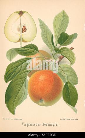 Aepfel, und, Birnen, Berlin, Paul Parey, 1894, Äpfel, Deutschland, Birnen, Cornell Cider, Walter Müller, 8, 5, Frucht, Pomologie, Malus domestica, Malus, Apfel, eine Illustration, die einen Zweig des Virginia Rose Apfels zeigt, mit zwei Reifen Äpfeln, die zwischen üppig grünen Blättern eingebettet sind. Das Kunstwerk enthält einen Querschnitt eines Apfels, der seine innere Struktur mit Samen in der Mitte zeigt. Unter der Abbildung steht auf dem Etikett „Virginischer Rosenapfel“, was die jeweilige Sorte angibt. Die detaillierte Darstellung hebt die Textur der Äpfel und die Adern der Blätter hervor und betont beide Stockfoto