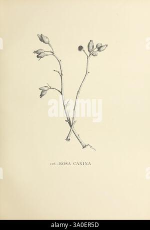 Die Gattung Rosa, 1914, Rosen, Eine detaillierte Illustration mit zwei schlanken Stielen von Rosa canina, allgemein bekannt als Hunderose. Jeder Stiel ist mit ein paar ovalen, geschlossenen Blütenknospen verziert, die die anmutige, natürliche Form der Pflanze zeigen. Die Abbildung betont die zarte Textur der Knospen und die Verzweigungsstruktur der Stiele. Unten ist der Name „Rosa Canina“ elegant eingeschrieben, gefolgt von der Zahl 126, die ihren Platz in einem botanischen Katalog oder einer Studie angibt. Stockfoto