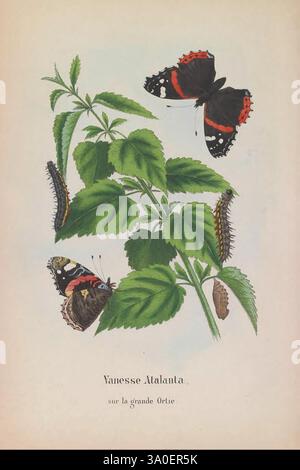 Les lépidoptères de la Belgique, Bruxelles, Librairie C. Muquardt, Merzbach et Falk succ, 1874-84. Belgien, Lepidoptera, die Illustration zeigt leuchtende Schmetterlinge, die sichtbar zwischen üppig grünen Blättern zu sehen sind. Zwei Vanessa atalanta-Schmetterlinge, die sich durch ihre markanten roten und schwarzen Flügel auszeichnen, werden in eleganter Flugposition gezeigt. Um sie herum befinden sich Raupen in verschiedenen Entwicklungsstadien, die ihre charakteristischen Muster zeigen. Eine Chrysalis ist ebenfalls abgebildet, die die transformative Reise dieser Insekten symbolisiert. Die Blätter, wahrscheinlich von einer Brennnessel, bieten einen natürlichen Faden Stockfoto