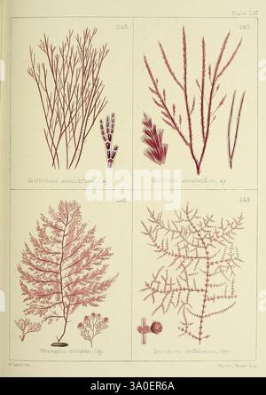 Britische Seeunkräuter. Stammt aus Professor Harveys 'Phycologia britannica'. London, Bell und Daldy, 1863. Großbritannien, Meeresalgen. Die Abbildung zeigt eine Sammlung detaillierter botanischer Studien, die verschiedene Pflanzenexemplare zeigen. Im oberen Bereich sind zwei verschiedene Algenarten zu sehen: Die erste links, identifiziert als Griffithsia australis, weist feine, verzweigte Filamente auf, während die zweite, Griffithsia simplicissima, zeigt eine kompliziertere, spitzenähnliche Struktur. Unten zeigt das linke Paneel Wahlenbergia multikaulis, das durch seine zarten, farnartigen Wedel gekennzeichnet ist. Stockfoto