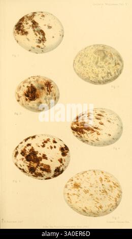 Ootheca Wolleyana London, verkauft von R. H. Porter, 1864-1907, Birds, Eies, Archibuteo lagopus, eine Sammlung von sechs verschiedenen Eiern in unterschiedlichen Formen und Mustern. Jedes Ei verfügt über eine einzigartige Oberflächenstruktur mit einer Vielzahl von Farben und Markierungen, die Flecken, Flecken und Wirbel umfassen. Die Eier sind mit 1 bis 6 nummeriert, was auf eine systematische Studie oder Klassifizierung hinweist, die möglicherweise zu pädagogischen oder wissenschaftlichen Zwecken dienen kann. Der Hintergrund ist neutral und betont die natürliche Schönheit und Vielfalt der Gestaltung der Eier, was auf eine Konzentration auf die Ornithologie oder die Erforschung von Vogelarten hindeutet. Stockfoto