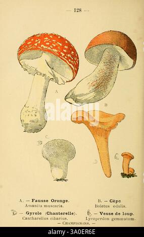 Atlas de poche des plantes des champs, des prairies et des bois, Paris, [1894], Botanik, Bildwerke, Holzlöcher, Amanitamuskaria, Flyagar, Flyamanita, Agar, Pilze, Pilze, Pflanze Südamerika, Pflanze Australien, Pflanze Afrika, Nordamerika-Pflanze, Europa-Pflanze, Asien-Pflanze, Amanita, Amanitaceae, agaricales, Agaricomyceten, basidiomycota, Pilze, Amanitamuscaria, Boletusedulis, cep, Pennybun, Stachelschwein, Kingbolete, boletus, Boletaceae, boletales, boletusedulis, Pfifferlingen, Goldenchanterelle, Girolle, cantharelluscibarius, Cantharellus, Cantharellaceae, Cantharellales, Lycoperdonperlatum, Co Stockfoto
