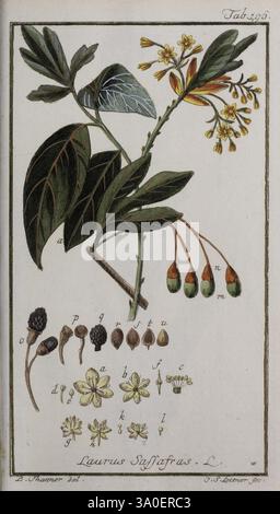 Icones Plantarum Medicinalium. Nürnberg, auf Kosten der Raspischen Buchhandlung, 1779-1790. Botanische Medizin, Pictorial Works, die Illustration zeigt den Laurus Safflorus, allgemein bekannt als Lorbeer oder Lorbeerbaum. Hervorzuheben sind üppige, lang gezogene Blätter zusammen mit kleinen, komplizierten Blüten. Im Folgenden finden Sie verschiedene detaillierte Darstellungen, die Nahaufnahmen der Samen, Blüten und verschiedenen Entwicklungsstadien der Pflanze enthalten, die zur besseren Klarheit mit Buchstaben gekennzeichnet sind. Jeder Teil ist akribisch gerendert und zeigt die botanischen Details und die Struktur dieser aromatischen Art, die oft assoc ist Stockfoto