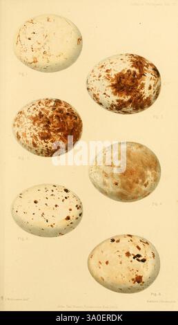 Ootheca Wolleyana London, verkauft von R. H. Porter, 1864–1907. Vögel, Eier, Archibuteo lagopus, Eine Sammlung von sechs detailreichen Eiern, die jeweils einzigartige Muster und Farben zeigen. Die Eier variieren in Größe und Form, einige haben glatte Oberflächen, andere zeigen gesprenkelte Texturen und Erdtöne. Das Arrangement unterstreicht die Vielfalt des Erscheinungsbildes und betont die natürlichen Variationen, die in Eiproben zu finden sind. Jedes Ei ist mit einer Zahl gekennzeichnet, die auf einen wissenschaftlichen oder katalogisierten Kontext hinweist, der möglicherweise mit der Ornithologie oder einer Untersuchung von Wildtieren zusammenhängt. Die Gesamtzusammensetzung vermittelt Stockfoto
